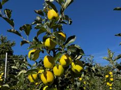 Vendesi mele Golden Delicius della Val di Non